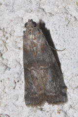 Acrobasis suavella