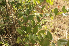 Xylosma spiculifera