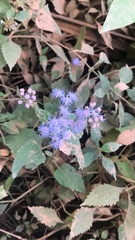 Conoclinium coelestinum