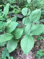 Cypripedium parviflorum