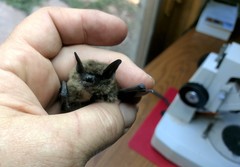 Myotis leibii