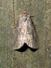 Hyperstrotia pervertens