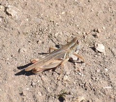 Melanoplus packardii