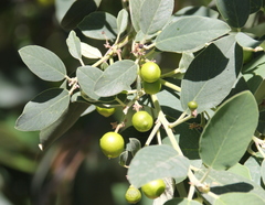 Frangula californica tomentella
