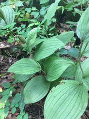 Cypripedium parviflorum