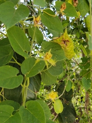 Gonolobus erianthus