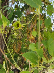 Gonolobus erianthus