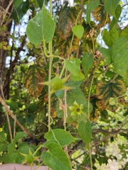 Gonolobus erianthus