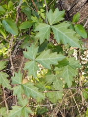 Cissus trifoliata
