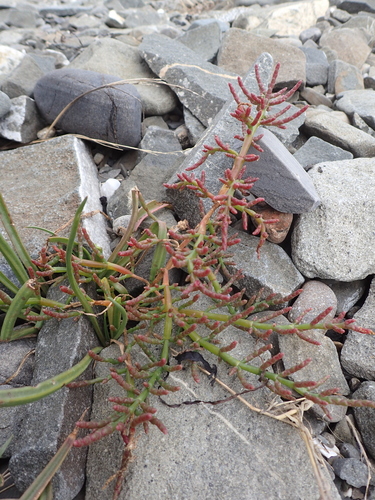 Image of Salicornia maritima by (c) Étienne Léveillé-Bourret, some rights reserved (CC BY)