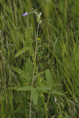 Desmodium illinoense
