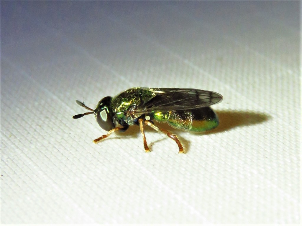 Small Metallic Ant Fly
