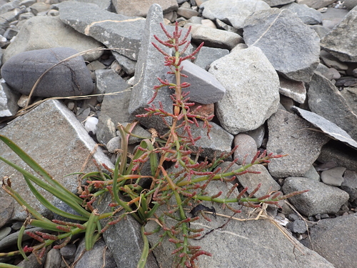 Image of Salicornia maritima by (c) Étienne Léveillé-Bourret, some rights reserved (CC BY)