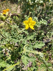 Solanum rostratum