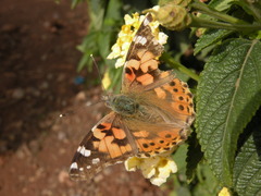Vanessa cardui