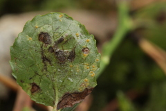 Naohidemyces vacciniorum