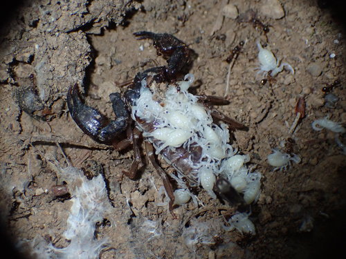 Western Forest Scorpion photo 6