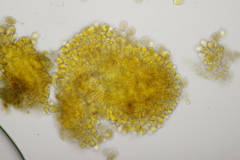 Naohidemyces vacciniorum