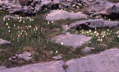 Narcissus moschatus