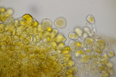 Naohidemyces vacciniorum