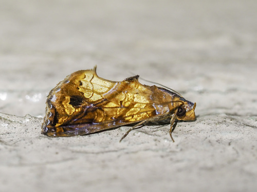 Plusiodonta coelonota Kollar, 1844