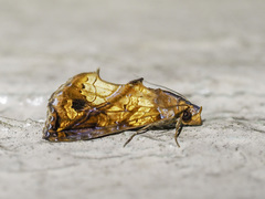 Plusiodonta coelonota