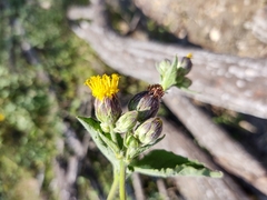 Simsia eurylepis