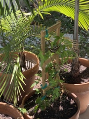 Heliconius charithonia