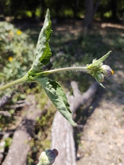 Simsia eurylepis