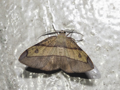 Hypochrosis hyadaria