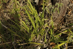 Cyrtochilum densiflorum
