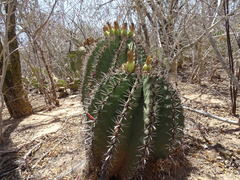 Ferocactus herrerae