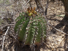 Ferocactus herrerae