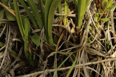 Cyrtochilum densiflorum