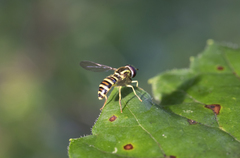 Xanthogramma flavipes