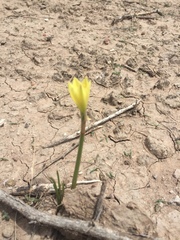 Zephyranthes longifolia