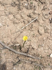 Zephyranthes longifolia