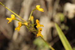 Cyrtochilum densiflorum