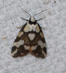 Thallarcha staurocola