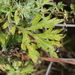 Sooty Mugwort Rust - Photo (c) bjoerns, some rights reserved (CC BY-SA), uploaded by bjoerns