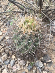 Coryphantha poselgeriana