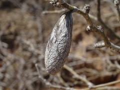 Rothschildia cinctus cinctus