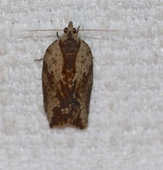 Cryptoptila immersana