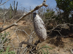 Rothschildia cinctus cinctus