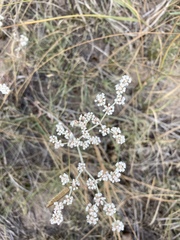 Eriogonum annuum