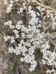 Eriogonum annuum