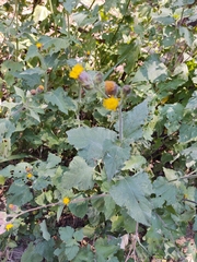 Simsia eurylepis