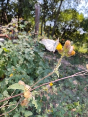 Simsia eurylepis