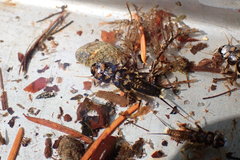 Hesperoperla pacifica