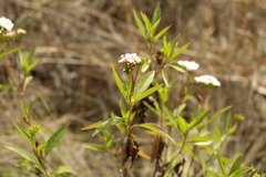 Stevia lucida